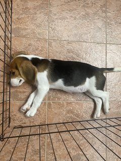 Daisy - Beagle Dog