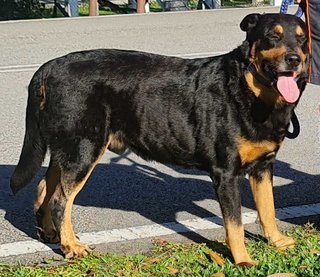 Rocky - Rottweiler Mix Dog