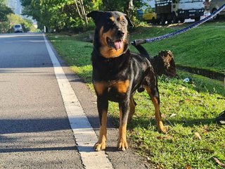 Rocky - Rottweiler Mix Dog