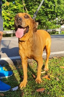 Rocky - Rottweiler Mix Dog