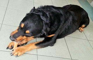 Rocky - Rottweiler Mix Dog