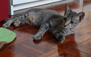 Joey - Domestic Short Hair Cat