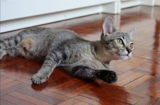 Joey - Domestic Short Hair Cat