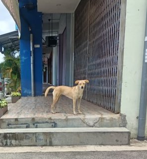 Darls - Mixed Breed Dog