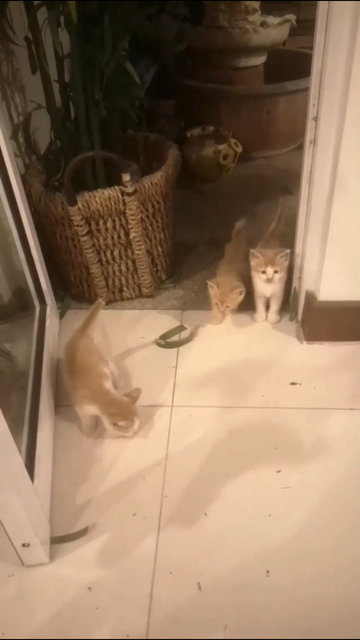 Ginger Kittens - Domestic Short Hair + Domestic Medium Hair Cat