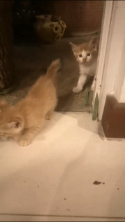 Ginger Kittens - Domestic Short Hair + Domestic Medium Hair Cat