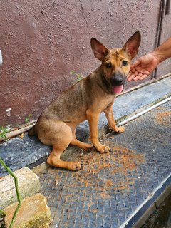 Ashley - Mixed Breed Dog