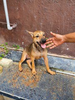 Ashley - Mixed Breed Dog