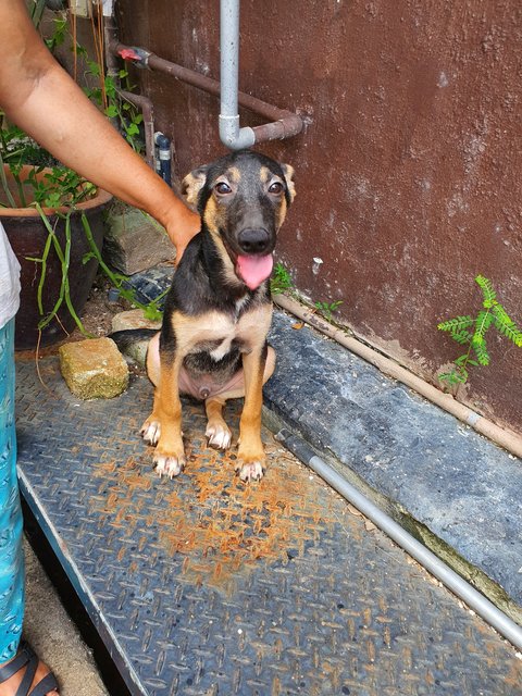 Akash - Mixed Breed Dog