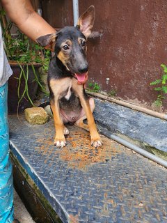 Akash - Mixed Breed Dog