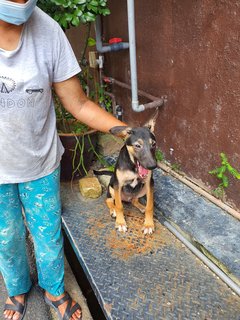 Akash - Mixed Breed Dog