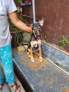 Akash - Mixed Breed Dog