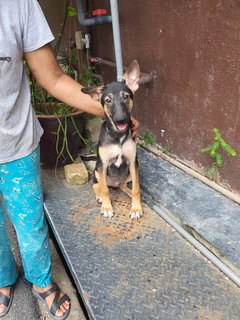 Akash - Mixed Breed Dog