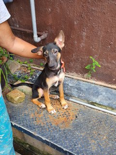 Akash - Mixed Breed Dog