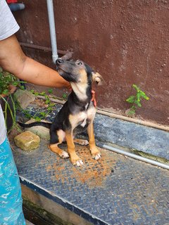 Akash - Mixed Breed Dog