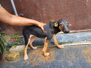 Akash - Mixed Breed Dog