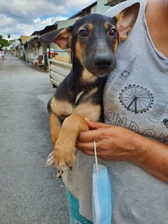 Akash - Mixed Breed Dog