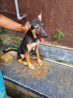 Akash - Mixed Breed Dog