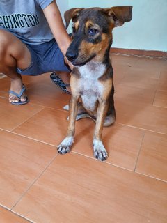 Angela - Mixed Breed Dog