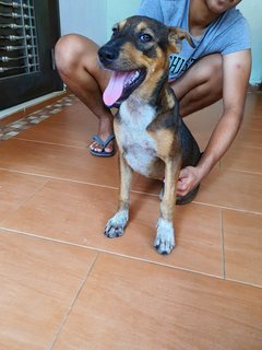 Angela - Mixed Breed Dog