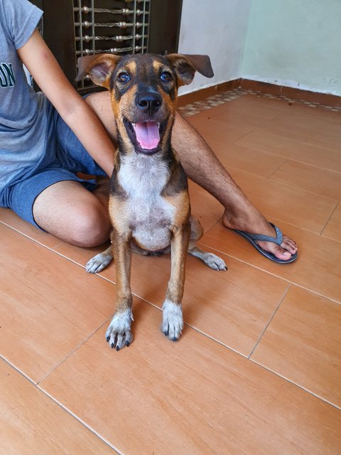 Angela - Mixed Breed Dog