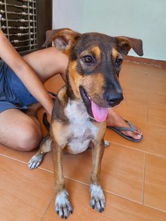 Angela - Mixed Breed Dog