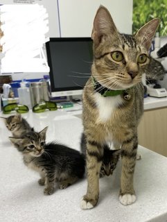 Marvellous Monika &amp; 1 Kitten - Domestic Short Hair Cat