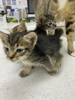 Marvellous Monika &amp; 1 Kitten - Domestic Short Hair Cat