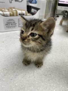 Marvellous Monika &amp; 1 Kitten - Domestic Short Hair Cat