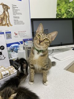 Marvellous Monika &amp; 1 Kitten - Domestic Short Hair Cat