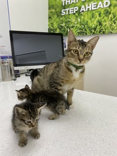 Marvellous Monika &amp; 1 Kitten - Domestic Short Hair Cat