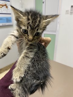 Marvellous Monika &amp; 1 Kitten - Domestic Short Hair Cat