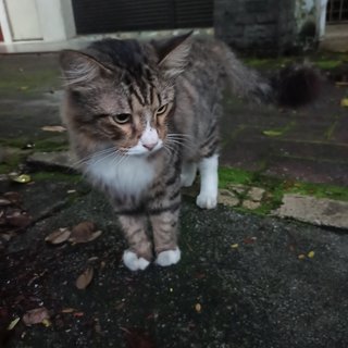 Don - Domestic Long Hair Cat