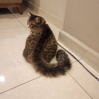 Don - Domestic Long Hair Cat