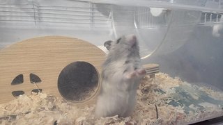 No Name - Striped Hairy Foot Russian Hamster Hamster