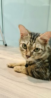 Holly - Tabby + Domestic Short Hair Cat