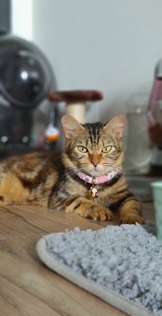 Holly - Tabby + Domestic Short Hair Cat