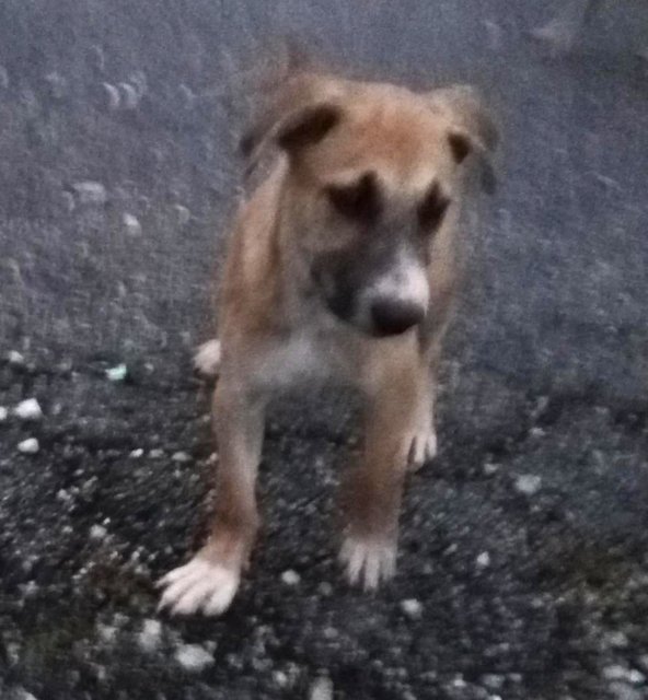 Male 1 - Mixed Breed Dog