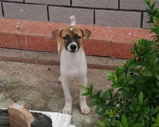 Male 2 - Mixed Breed Dog