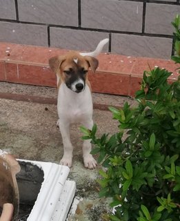 Male 2 - Mixed Breed Dog