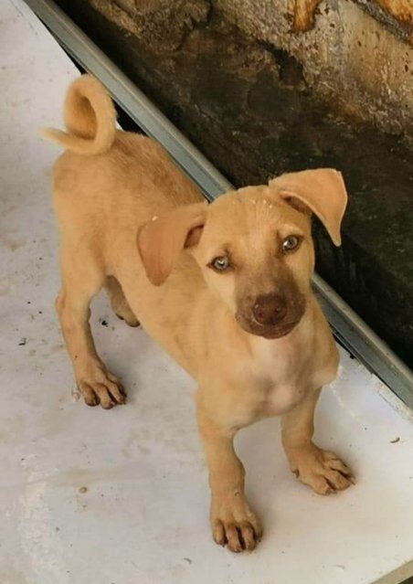 Male 3 - Mixed Breed Dog