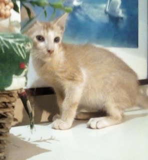 Kitten For Adoption 2 (Male) - Domestic Short Hair Cat