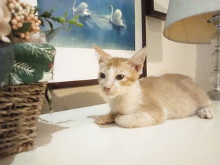 Kitten For Adoption 2 (Male) - Domestic Short Hair Cat