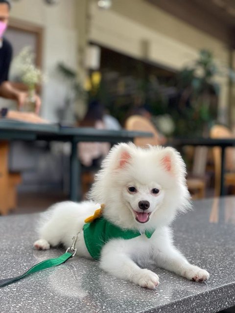 Leo - Pomeranian Dog