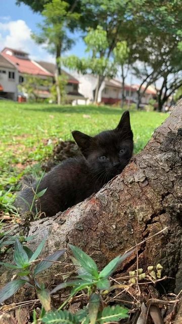 Blacky - Domestic Short Hair Cat