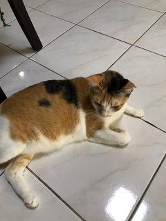 Kiki - Domestic Short Hair Cat