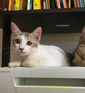 Baby - Domestic Short Hair Cat