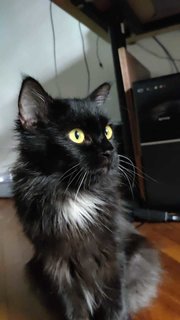 Luna - Domestic Medium Hair Cat