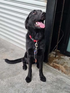 Alice @ Blackie (Mh Found Puchong Utama) - Labrador Retriever Mix Dog