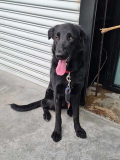 Alice @ Blackie (Mh Found Puchong Utama) - Labrador Retriever Mix Dog